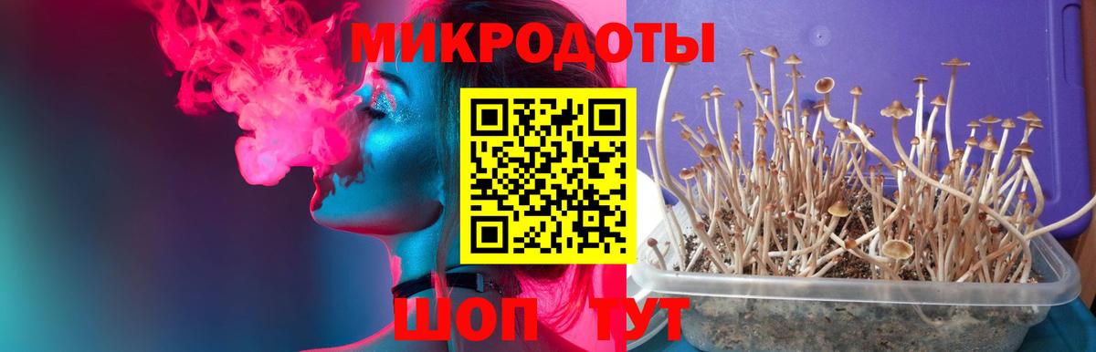 Галлюциногенные грибы Psilocybe Усолье-Сибирское